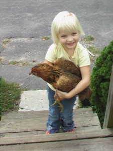 pet chicken pet chicken