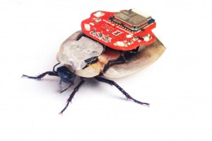 RoboRoach