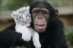 chimp legal person