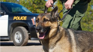 police dog