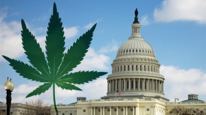 dc marijuana laws