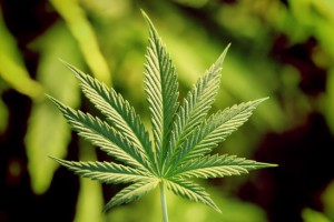 marijuana