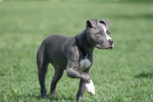 pit_bull-dark-300x199