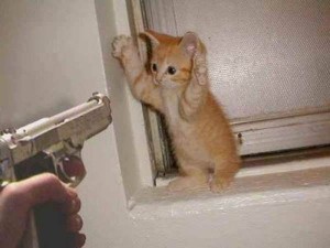 Cat Stakeup