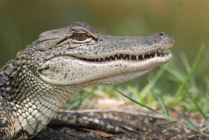 Alligator