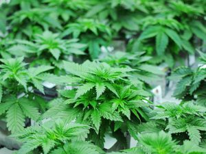 Marijuana 2