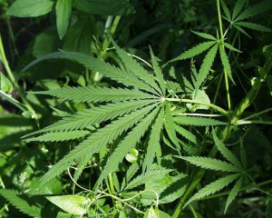 Marijuana Business