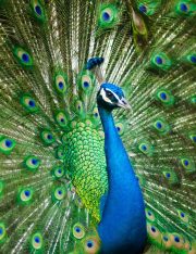 Woman Denied Emotional Support Peacock on United Flight