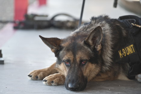 drug dog
