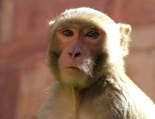 Missouri Woman Fights to Keep Three Emotional Support Monkeys