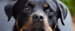 Florida Law in Reaction to Abandonment of Dog During Hurricane Reflects Greater Compassion for Pets as Family Members